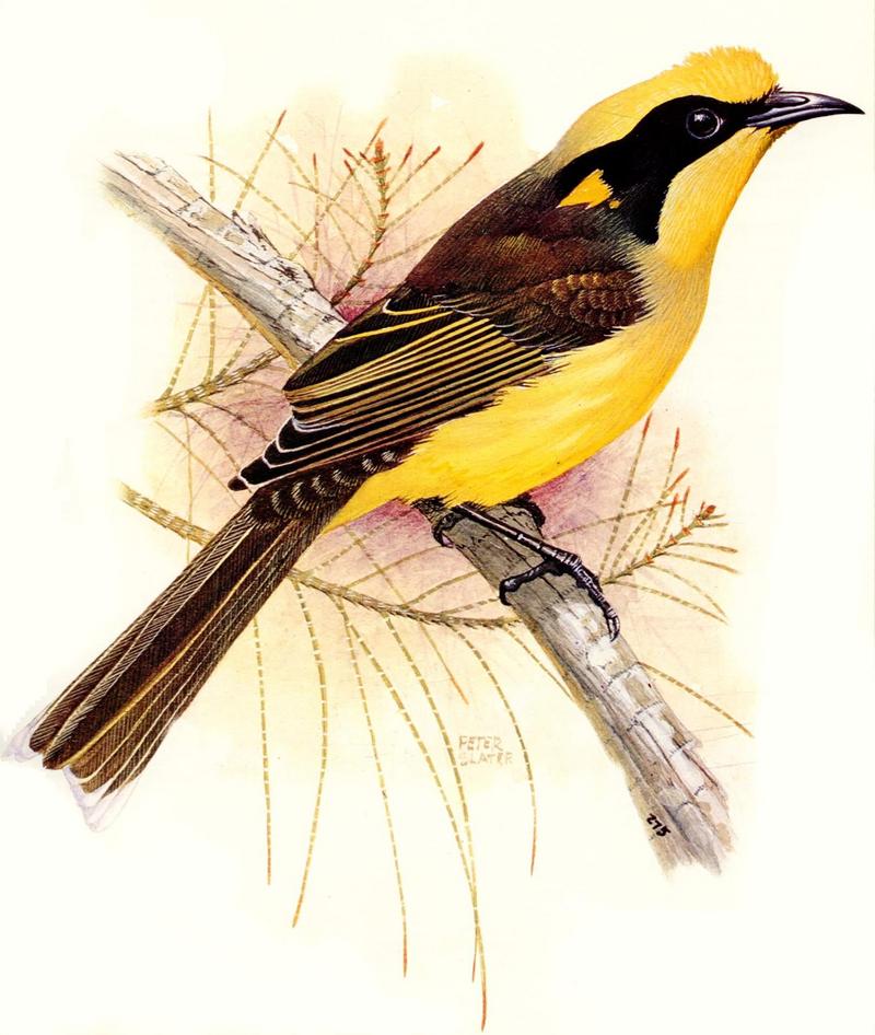 Helmeted Honeyeater (Lichenostomus melanops cassidix) {!--노란머리꿀빨이새-->; DISPLAY FULL IMAGE.