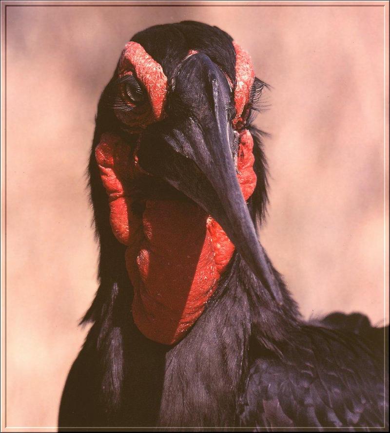 Southern Ground Hornbill (Bucorvus leadbeateri) {!--아프리카코뿔새-->; DISPLAY FULL IMAGE.