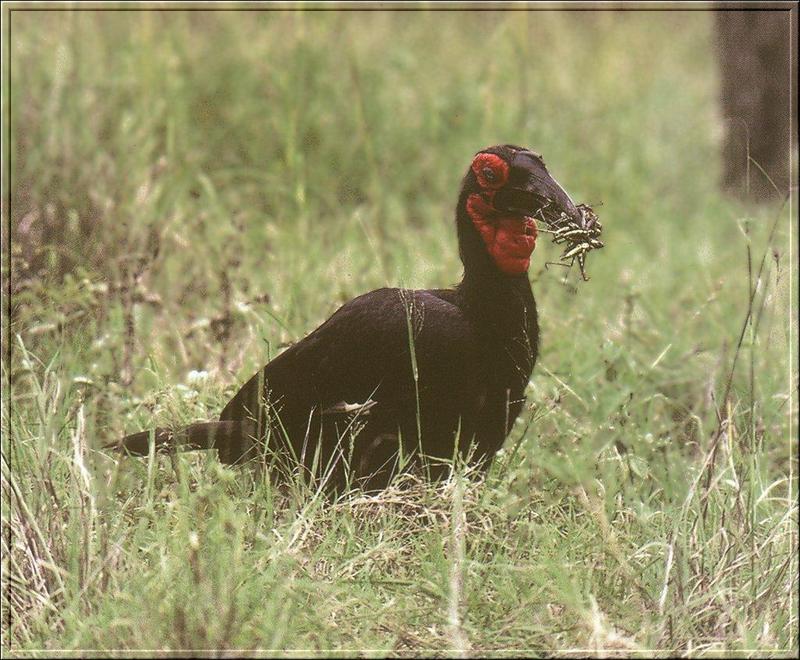 Southern Ground Hornbill (Bucorvus leadbeateri) {!--아프리카코뿔새-->; DISPLAY FULL IMAGE.