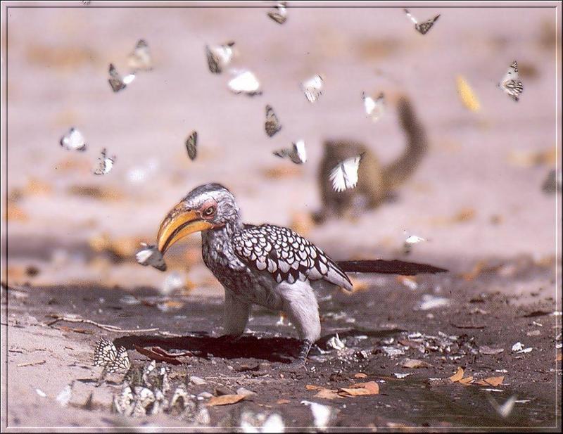 Southern Yellow-billed Hornbill (Tockus leucomelas) {!--남방노란부리코뿔새-->; DISPLAY FULL IMAGE.