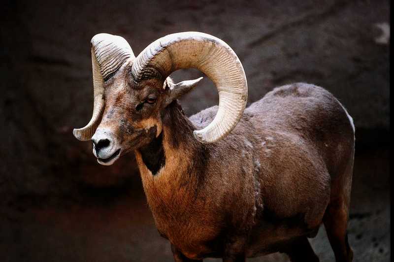 Bighorn Sheep (Ovis canadensis) {!--큰뿔양-->; DISPLAY FULL IMAGE.