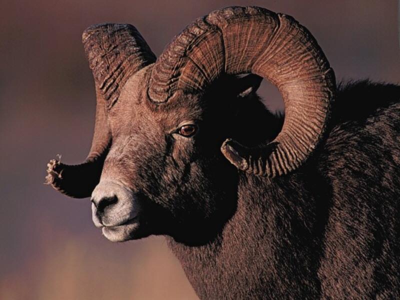 Bighorn Sheep (Ovis canadensis) {!--큰뿔양-->; DISPLAY FULL IMAGE.