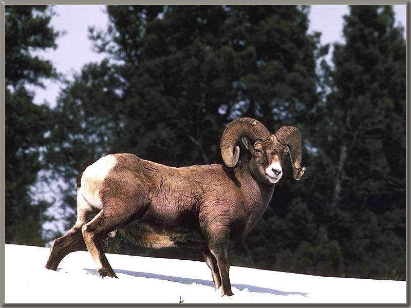 Bighorn Sheep (Ovis canadensis) {!--큰뿔양-->; DISPLAY FULL IMAGE.