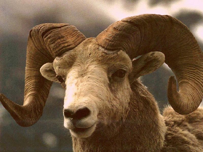 Bighorn Sheep (Ovis canadensis) {!--큰뿔양-->; DISPLAY FULL IMAGE.