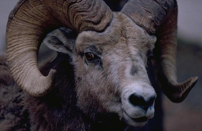 Bighorn Sheep (Ovis canadensis) {!--큰뿔양-->; DISPLAY FULL IMAGE.