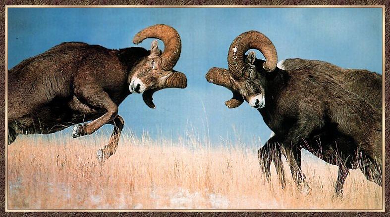 Bighorn Sheep (Ovis canadensis) {!--큰뿔양-->; DISPLAY FULL IMAGE.