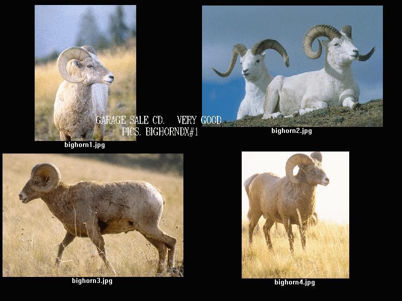 Bighorn Sheep (Ovis canadensis) {!--큰뿔양-->; DISPLAY FULL IMAGE.