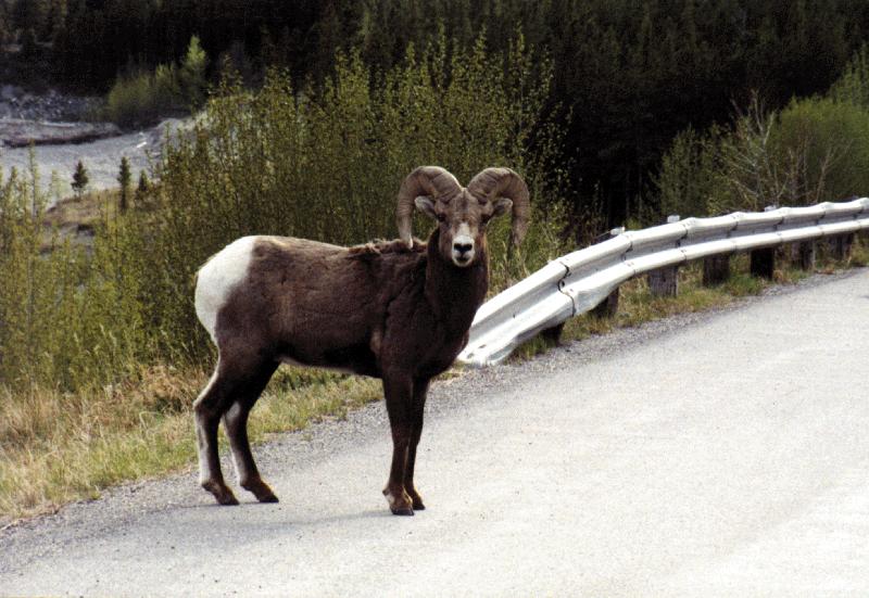 Bighorn Sheep (Ovis canadensis) {!--큰뿔양-->; DISPLAY FULL IMAGE.