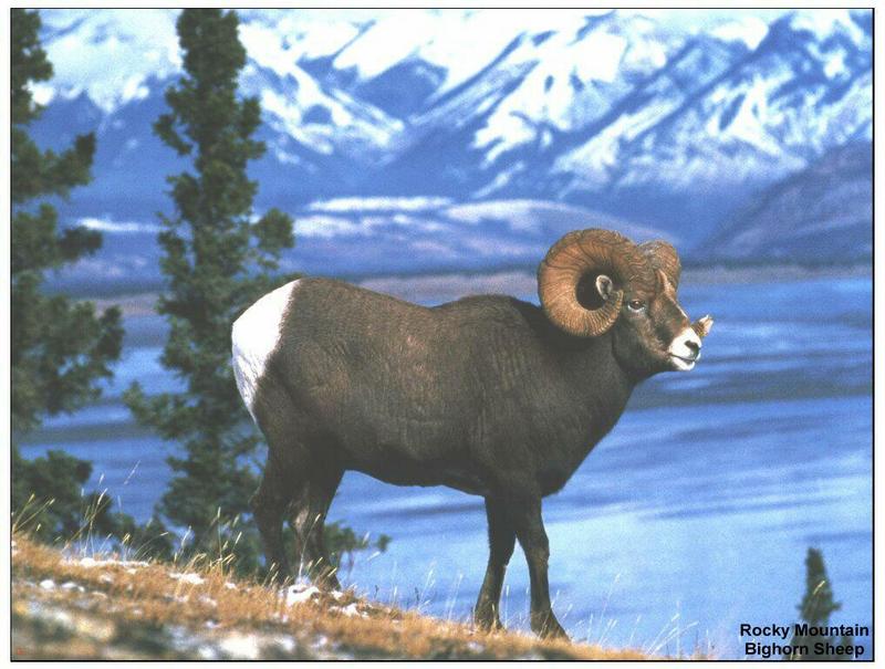 Rocky Mountain Bighorn Sheep (Ovis canadensis canadensis) {!--큰뿔양(로키산맥 본종)-->; DISPLAY FULL IMAGE.