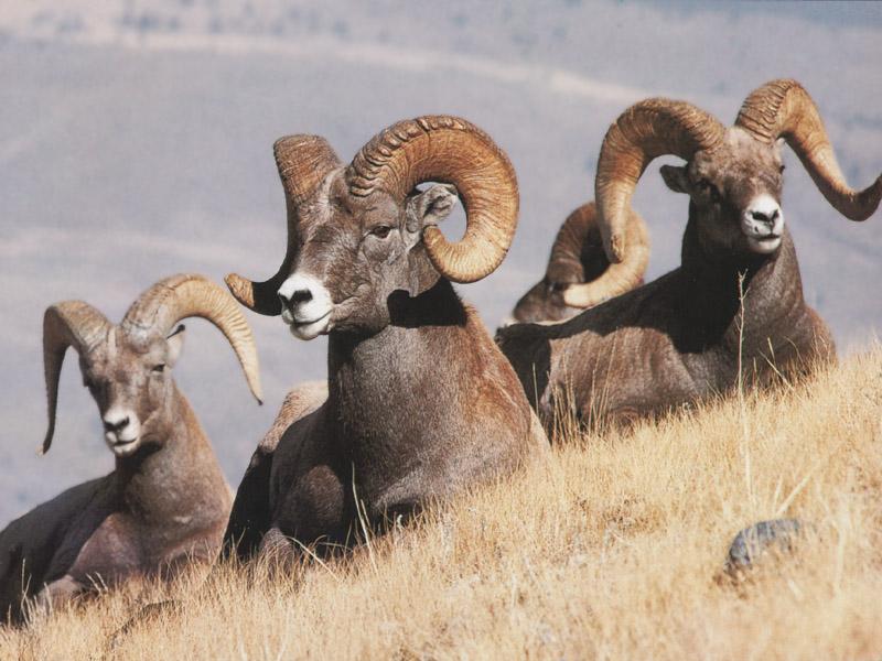 Rocky Mountain Bighorn Sheep (Ovis canadensis canadensis) {!--큰뿔양(로키산맥 본종)-->; DISPLAY FULL IMAGE.