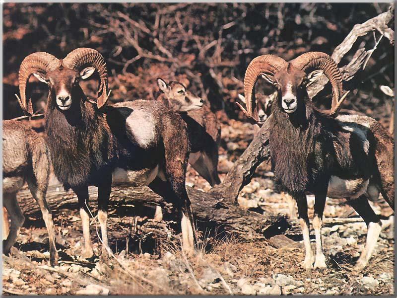 Mouflon Sheep (Ovis musimon) {!--무플론양-->; DISPLAY FULL IMAGE.