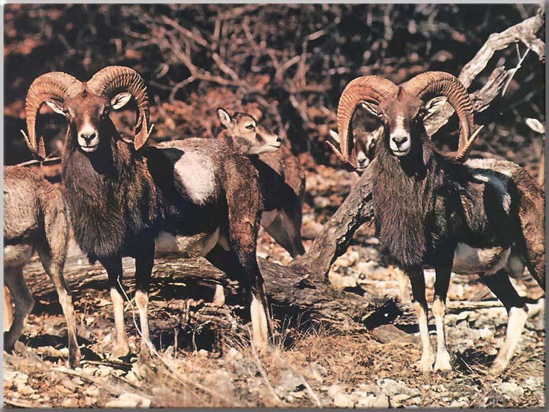 Mouflon Sheep (Ovis musimon) {!--무플론양-->; DISPLAY FULL IMAGE.