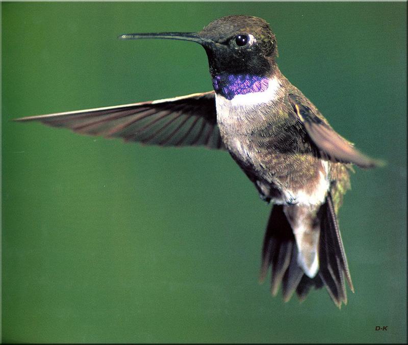 Black-chinned Hummingbird (Archilochus alexandri) {!--검은뺨벌새-->; DISPLAY FULL IMAGE.