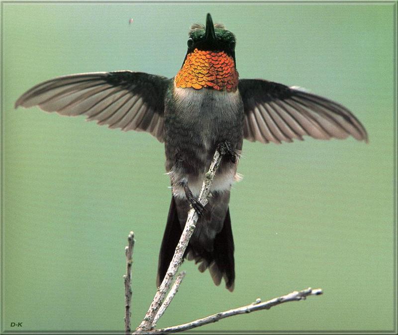 Ruby-throated Hummingbird (Archilochus colubris) {!--붉은목벌새-->; DISPLAY FULL IMAGE.