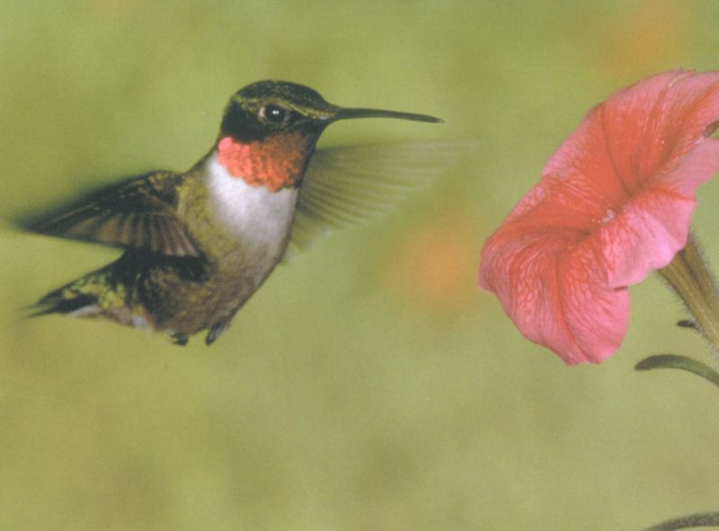 Ruby-throated Hummingbird (Archilochus colubris) {!--붉은목벌새-->; DISPLAY FULL IMAGE.