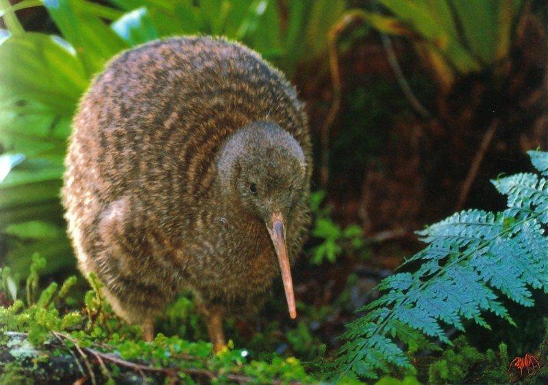 Great Spotted Kiwi (Apteryx haastii) {!--큰알락키위-->; DISPLAY FULL IMAGE.