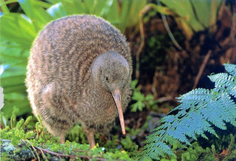 Great Spotted Kiwi (Apteryx haastii) {!--큰알락키위-->; DISPLAY FULL IMAGE.