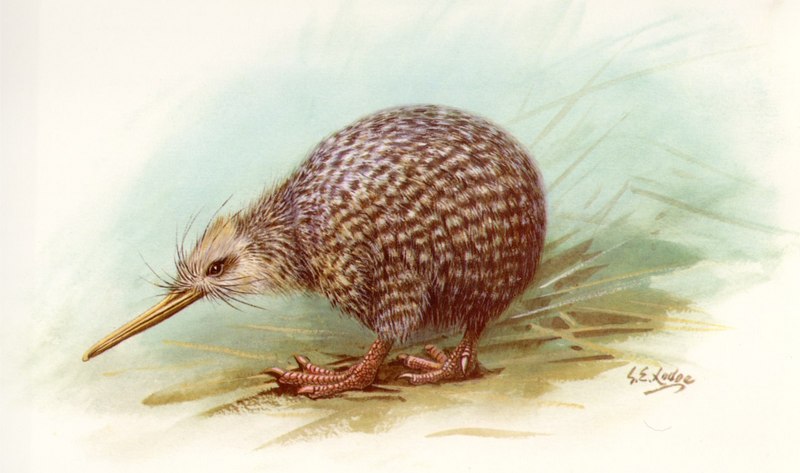 Little Spotted Kiwi (Apteryx owenii) {!--쇠알락키위-->; DISPLAY FULL IMAGE.