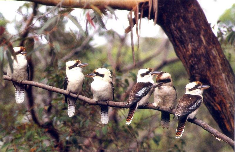 Kookaburra (Dacelo sp.) {!--호주웃음물총새류-->; DISPLAY FULL IMAGE.