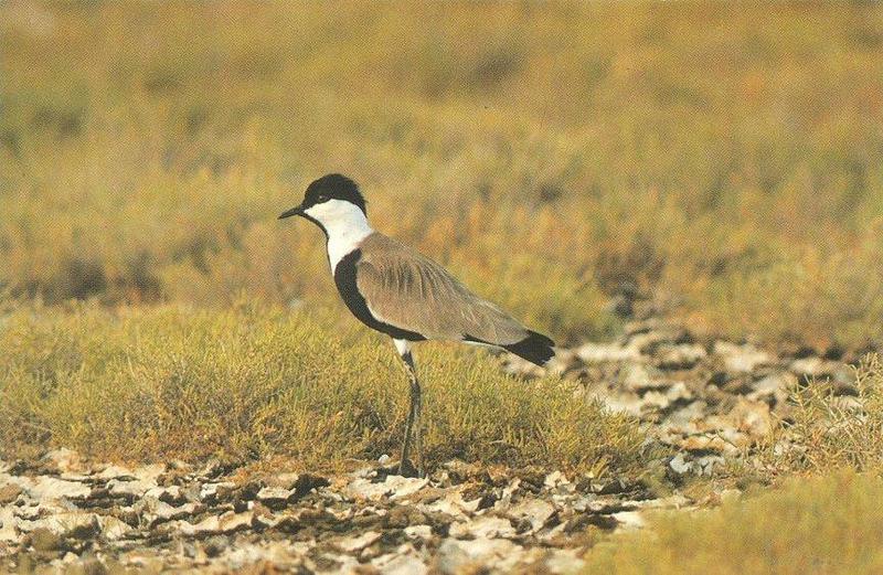 Spur-winged Lapwing (Vanellus spinosus) {!--검은머리민댕기물떼새-->; DISPLAY FULL IMAGE.