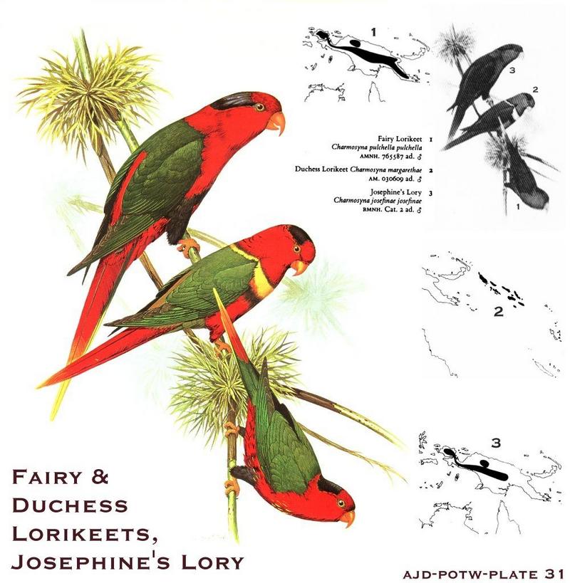 Fairy Lorikeet, Duchess Lorikeet, & Josephine's Lory; DISPLAY FULL IMAGE.