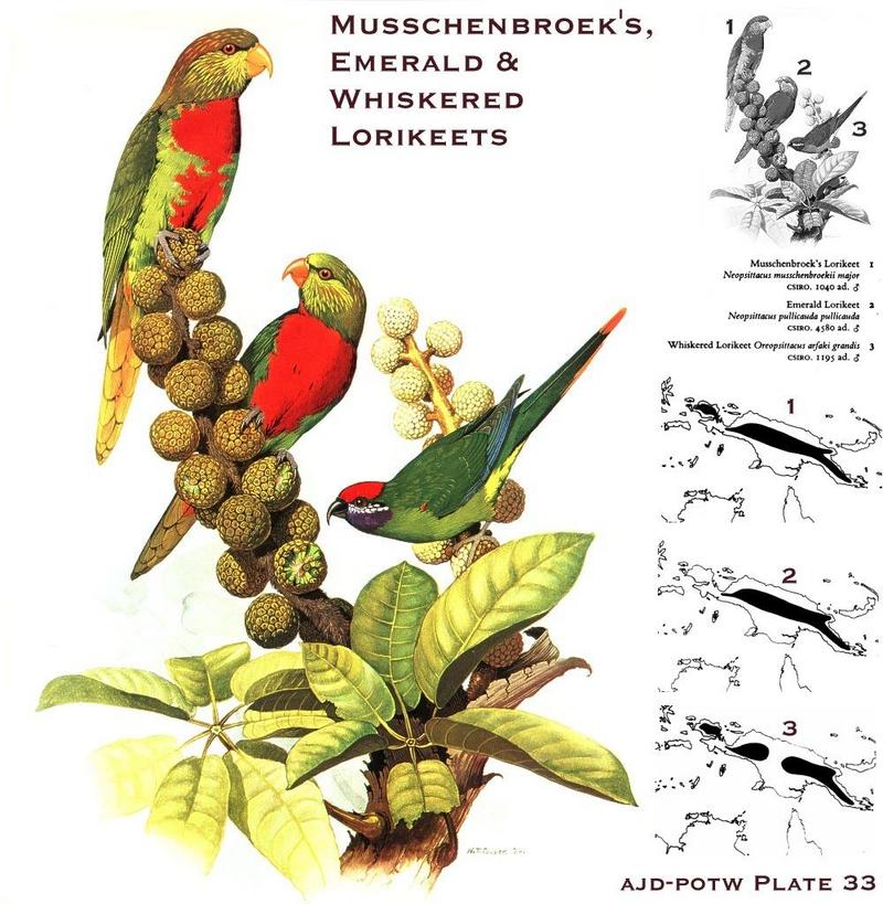 Musschenbroek's Lorikeet, Emerald Lorikeet, & Whiskered Lorikeet; DISPLAY FULL IMAGE.