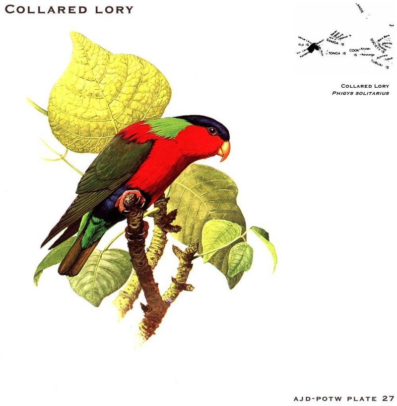 Collared Lory (Phigys solitarius) {!--목도리진홍앵무-->; DISPLAY FULL IMAGE.