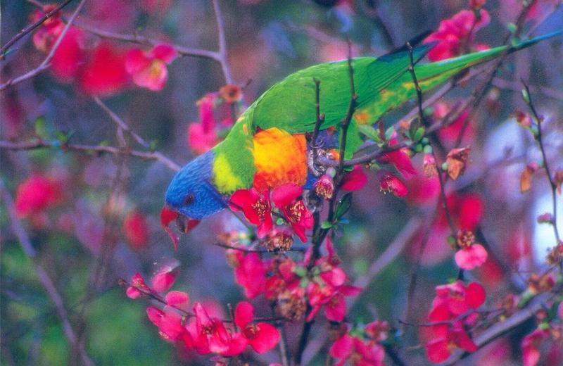 Rainbow Lorikeet  (Trichoglossus haematodus) {!--무지개진홍앵무-->; DISPLAY FULL IMAGE.