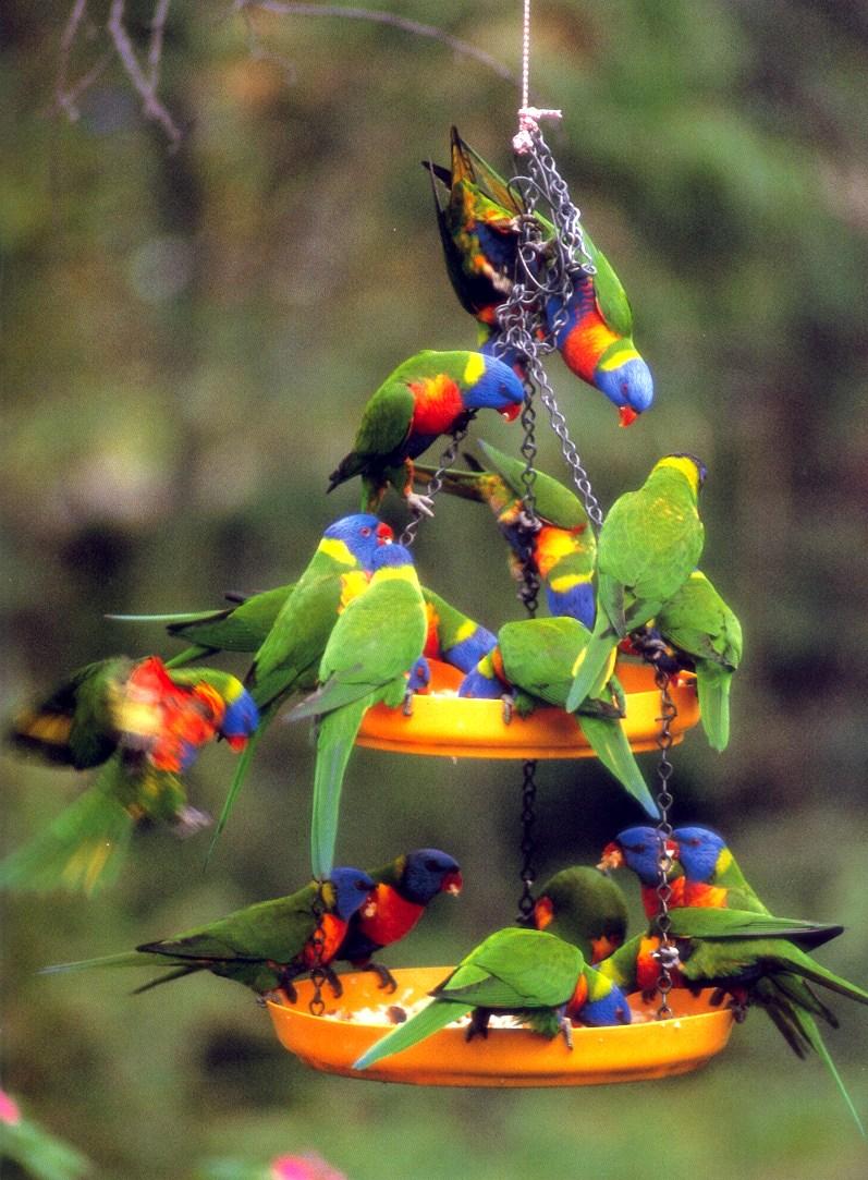 Rainbow Lorikeet  (Trichoglossus haematodus) {!--무지개진홍앵무-->; DISPLAY FULL IMAGE.