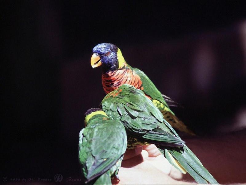 Rainbow Lorikeet  (Trichoglossus haematodus) {!--무지개진홍앵무-->; DISPLAY FULL IMAGE.