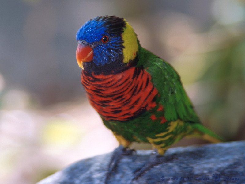 Rainbow Lorikeet  (Trichoglossus haematodus) {!--무지개진홍앵무-->; DISPLAY FULL IMAGE.