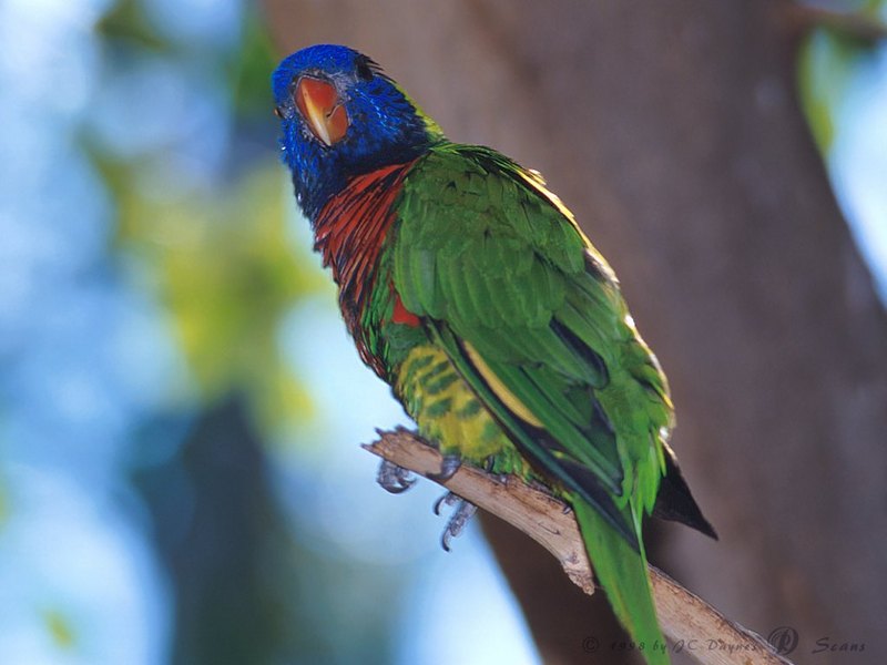 Rainbow Lorikeet  (Trichoglossus haematodus) {!--무지개진홍앵무-->; DISPLAY FULL IMAGE.