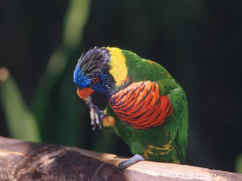 Rainbow Lorikeet  (Trichoglossus haematodus) {!--무지개진홍앵무-->; DISPLAY FULL IMAGE.