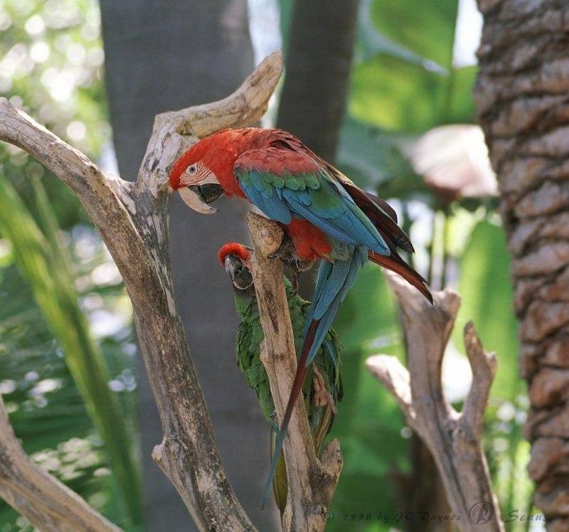 Green-winged Macaw (Ara chloropterus) {!--홍금강앵무-->; DISPLAY FULL IMAGE.