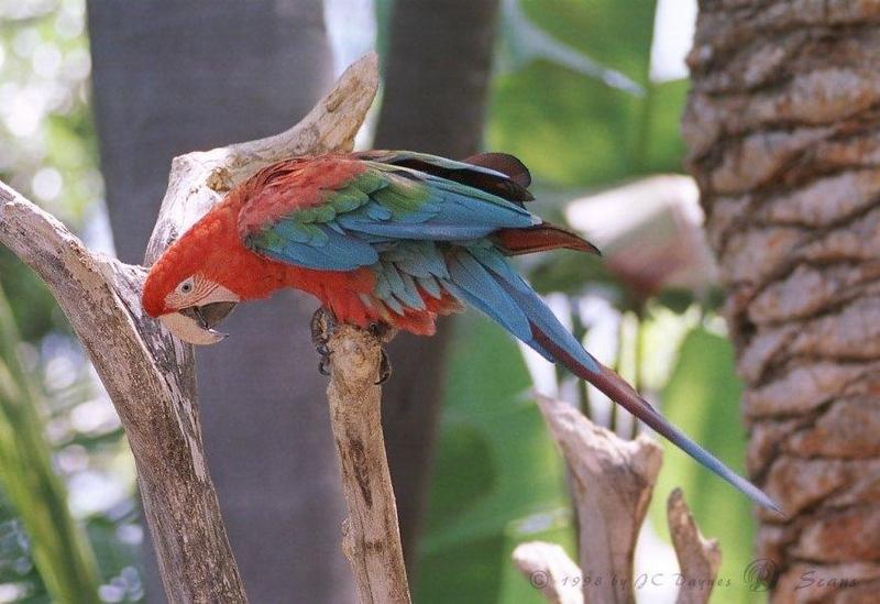 Green-winged Macaw (Ara chloropterus) {!--홍금강앵무-->; DISPLAY FULL IMAGE.