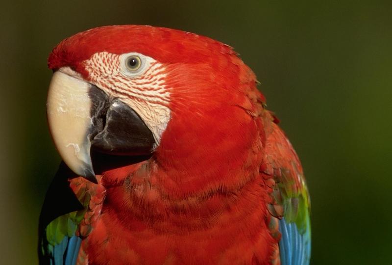 Green-winged Macaw (Ara chloropterus) {!--홍금강앵무-->; DISPLAY FULL IMAGE.