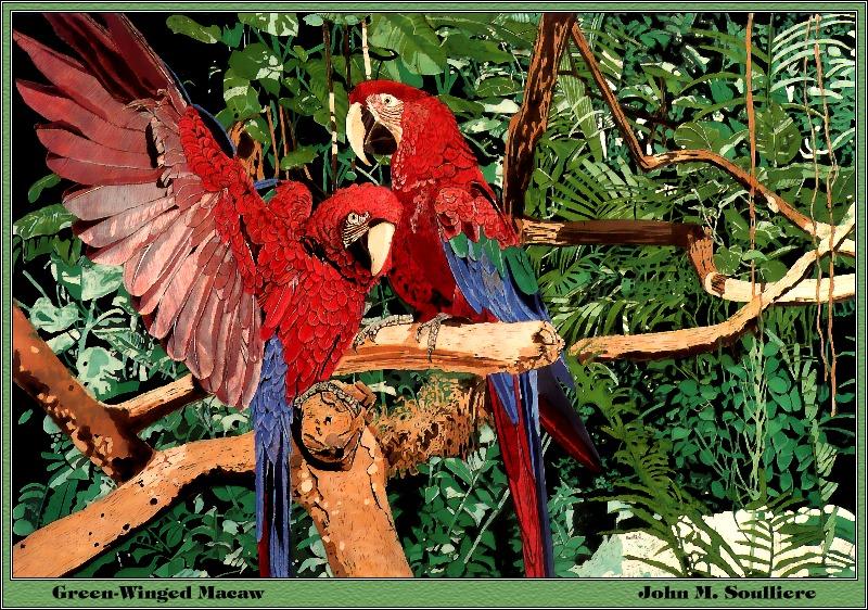 Green-winged Macaw (Ara chloropterus) {!--홍금강앵무-->; DISPLAY FULL IMAGE.