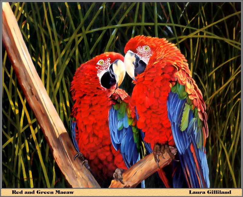 Green-winged Macaw (Ara chloropterus) {!--홍금강앵무-->; DISPLAY FULL IMAGE.