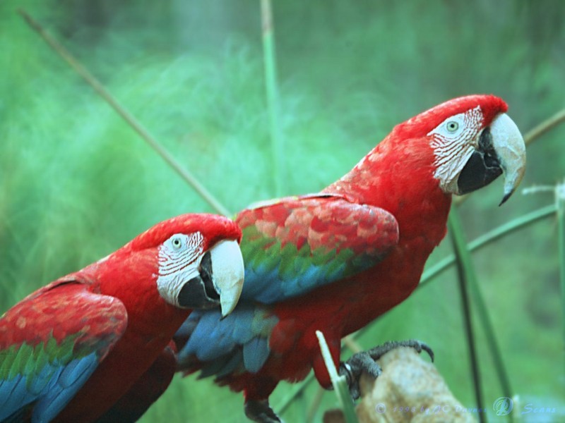 Green-winged Macaw (Ara chloropterus) {!--홍금강앵무-->; DISPLAY FULL IMAGE.