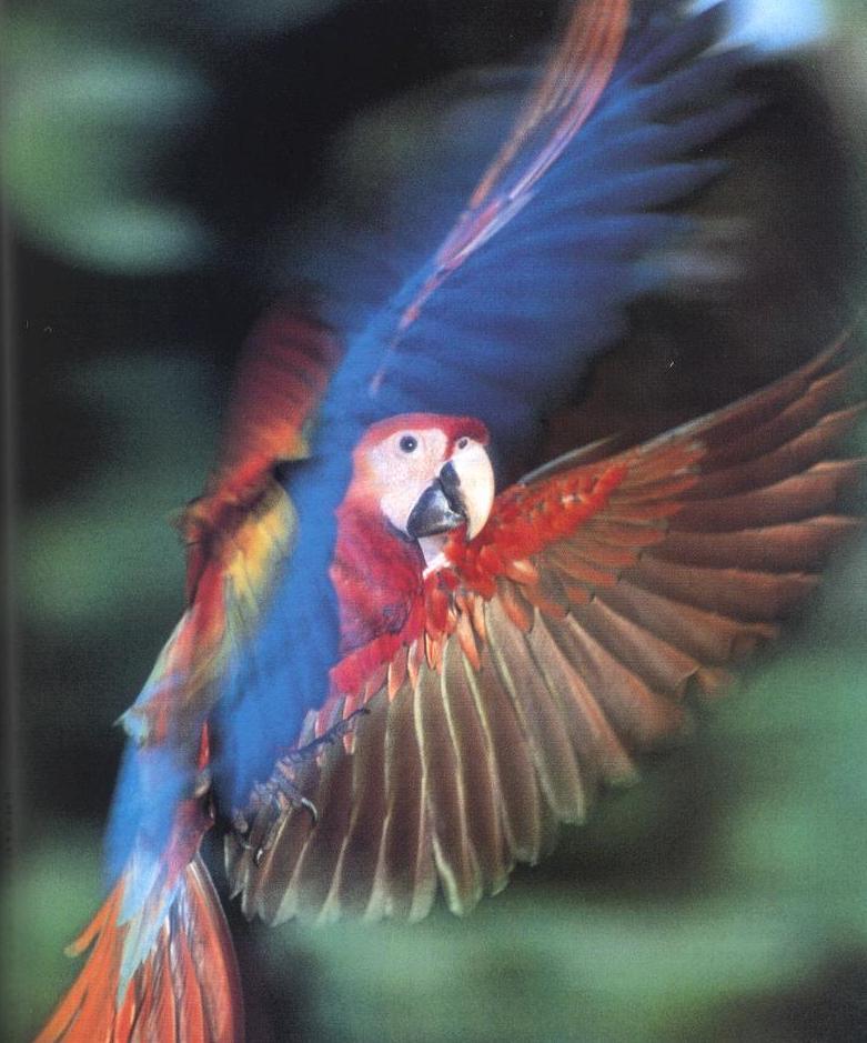 Scarlet Macaw (Ara macao) {!--금강앵무-->; DISPLAY FULL IMAGE.
