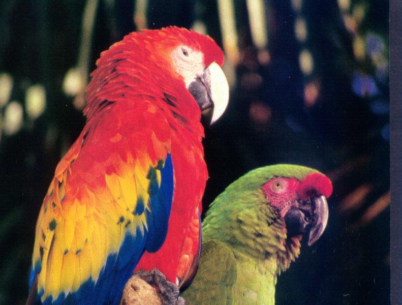 Scarlet Macaw (Ara macao) {!--금강앵무-->; DISPLAY FULL IMAGE.
