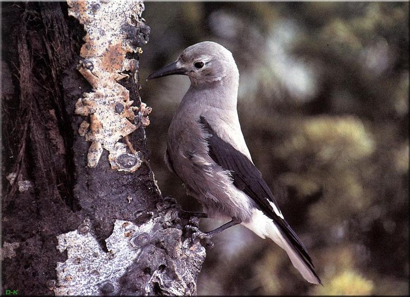 Clark's Nutcracker (Nucifraga columbiana) {!--북아메리카잣까마귀-->; DISPLAY FULL IMAGE.