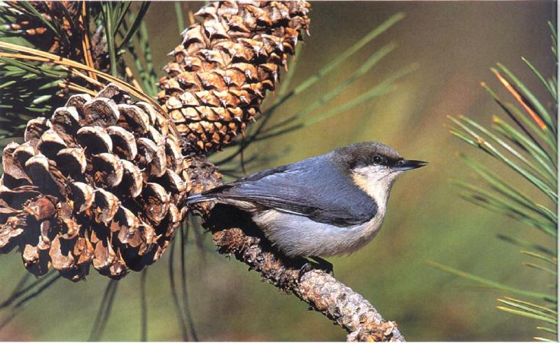 Nuthatch (Sitta sp.) {!--동고비류-->; DISPLAY FULL IMAGE.
