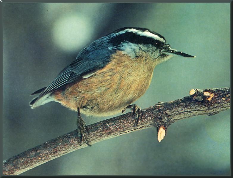 Red-breasted Nuthatch (Sitta canadensis) {!--캐나다동고비-->; DISPLAY FULL IMAGE.