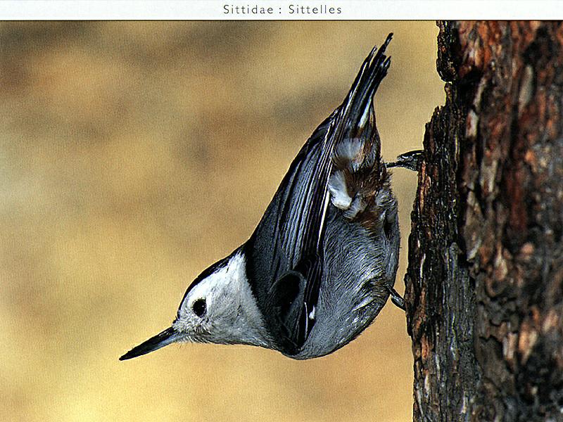 White-breasted Nuthatch (Sitta carolinensis) {!--흰가슴동고비-->; DISPLAY FULL IMAGE.