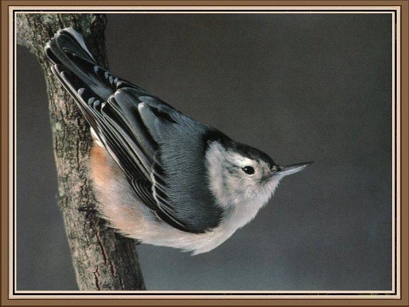 White-breasted Nuthatch (Sitta carolinensis) {!--흰가슴동고비-->; DISPLAY FULL IMAGE.