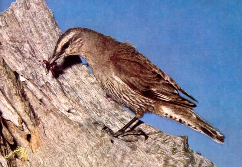 Brown Treecreeper (Climacteris picumnus) {!--갈색호주나무발발이-->; DISPLAY FULL IMAGE.