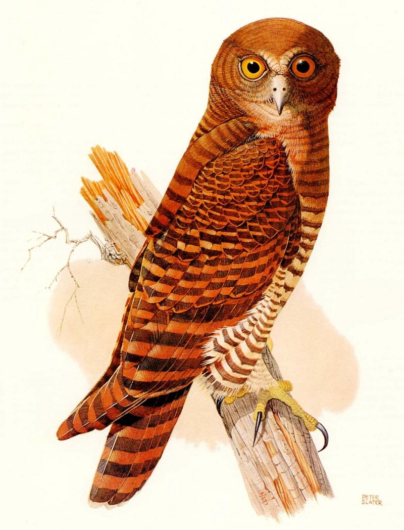 [Illust] Christmas Island Hawk Owl (Ninox squamipila natalis) {!--뱀털솔부엉이-->; DISPLAY FULL IMAGE.