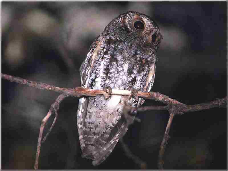 Northern Saw-whet Owl (Aegolius acadicus) {!--애기금눈올빼미-->; DISPLAY FULL IMAGE.