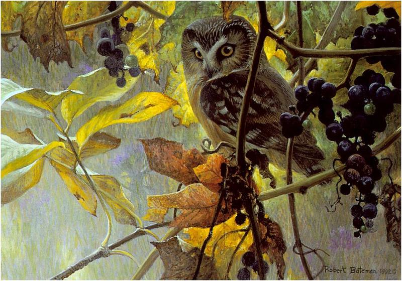 [Animal Art - Robert Bateman] Northern Saw-whet Owl (Aegolius acadicus) {!--애기금눈올빼미-->; DISPLAY FULL IMAGE.